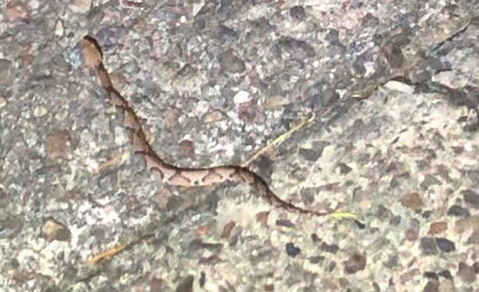 Baby Copperheads Are Now Emerging – Here’s Why You Should Be On The Alert