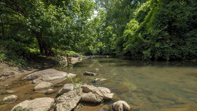 Company Discharged 230,000 Gallons of Wastewater – Killing Thousands of Fish in Charlotte Creek