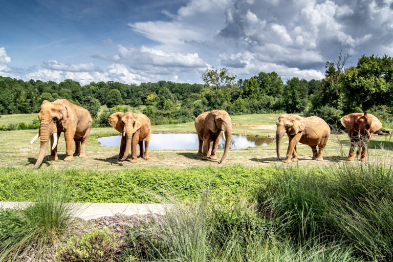 NC Zoo Receives Coveted Accreditation from Association of Zoos and Aquariums