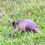 north carolina armadillo