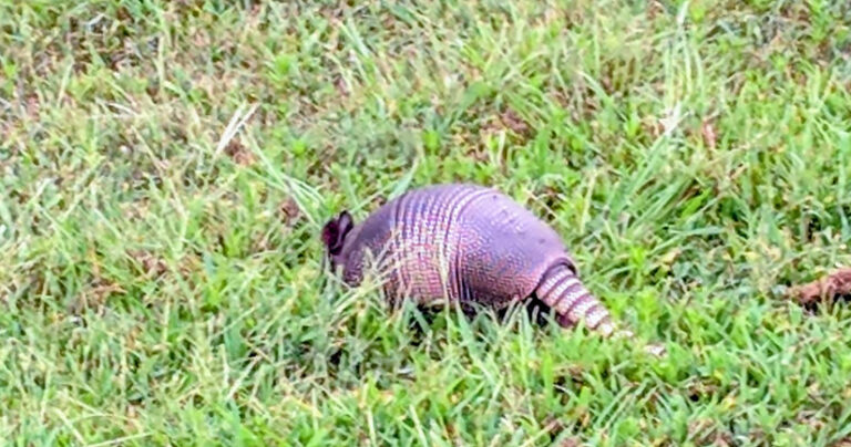 Waves of Armadillos Descending On North Carolina Lawns – NCWRC Asking For Help