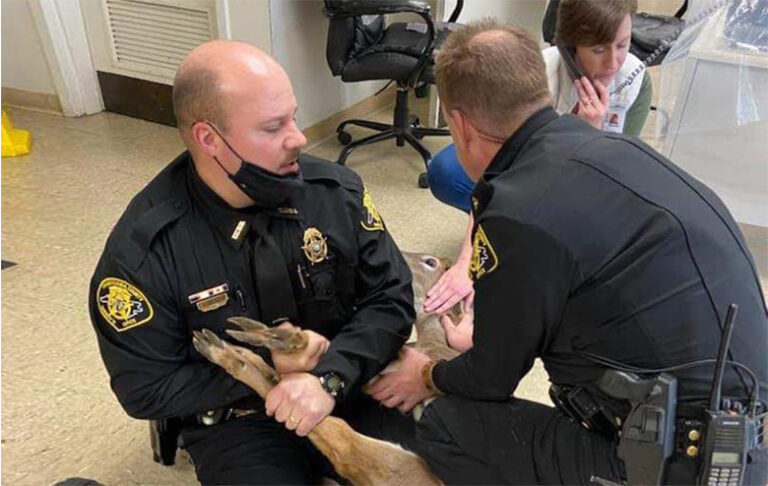 Multiple Officers Subdue Aggressive Deer After Breaking Into North Carolina Courthouse