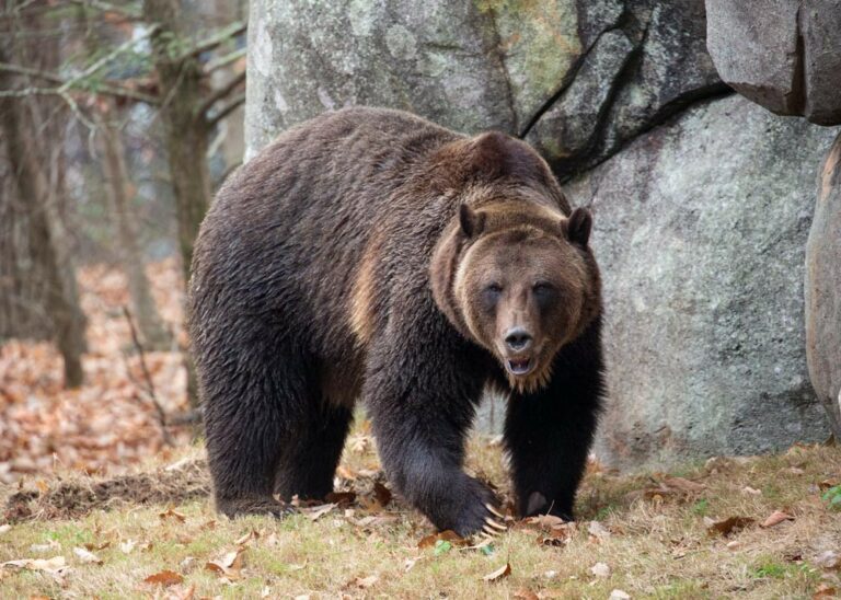 Grizzly Bear Named Ronan Has New Home in North Carolina