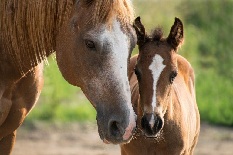 Sleeper Picks for Kentucky Derby 2022