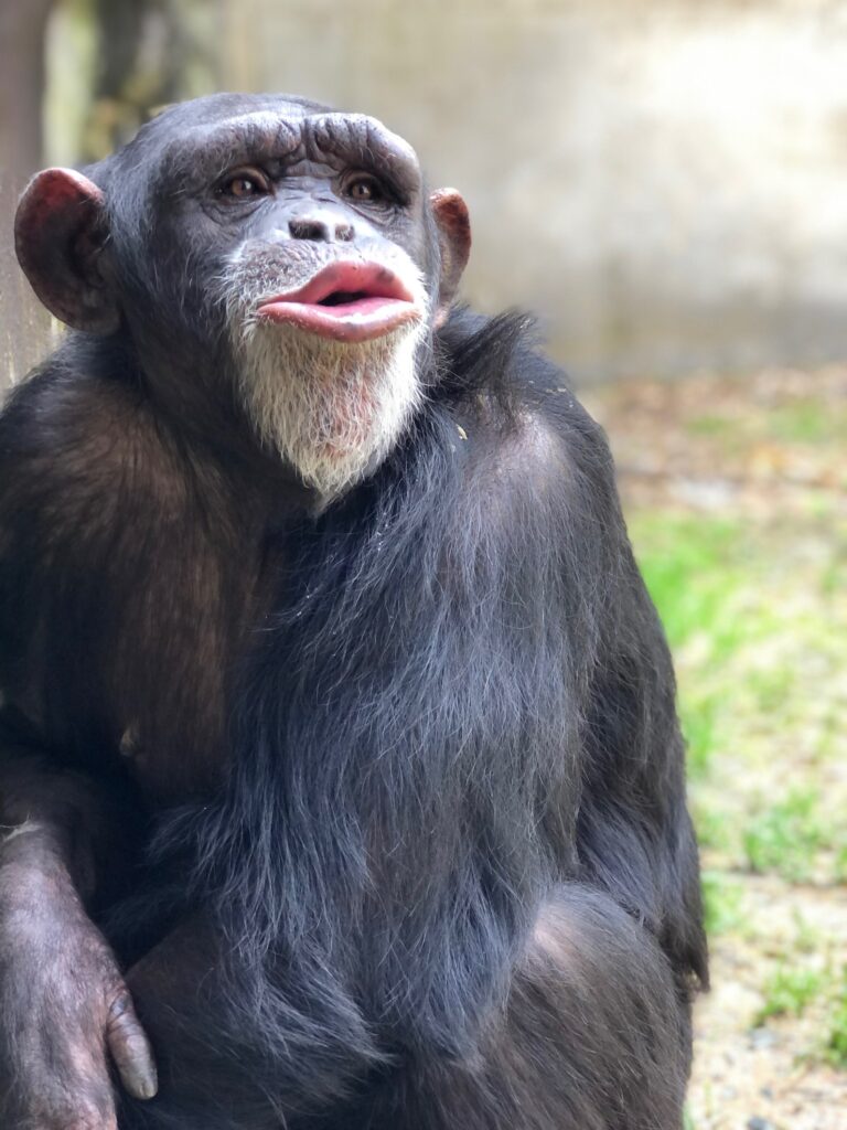 North Carolina Zoo Mourning Death of Chimp Nori