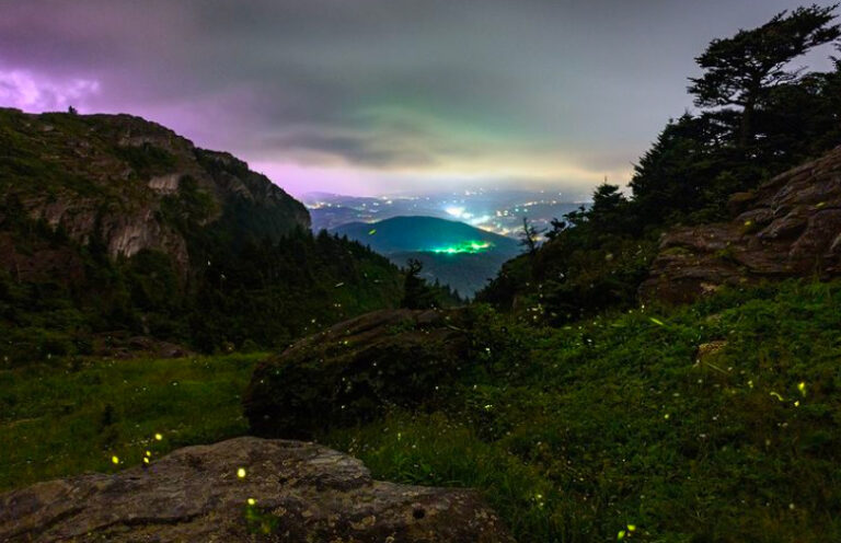 This Summer Grandfather Mountain To Host Viewings Of Rare Synchronous Firefly Dance