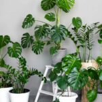 Air purifying plants