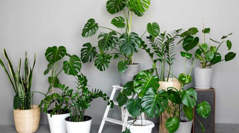 Revamping Your Home with Indoor Plants in Charlotte