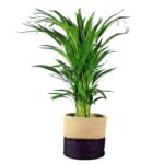 Areca Palm