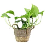 Golden Pothos