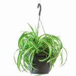 Spider plant