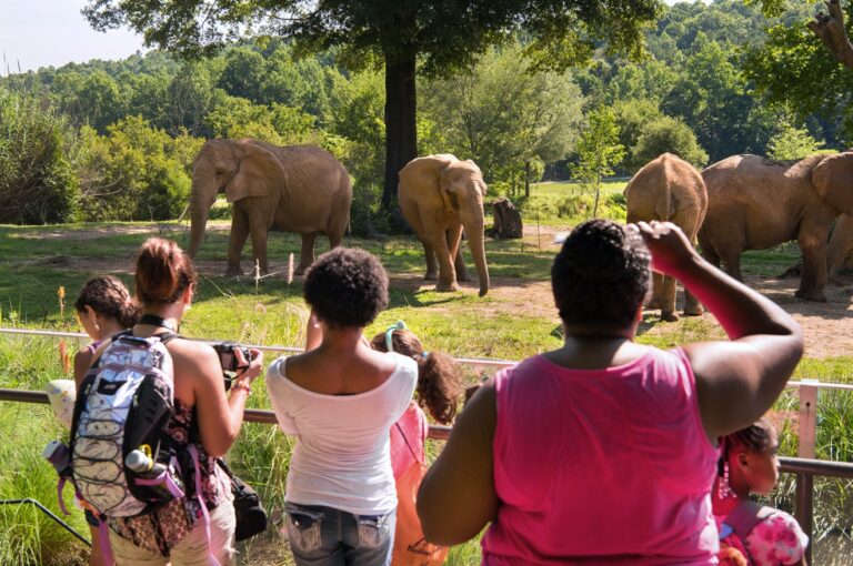 NC Zoo Announces Record-Breaking Attendance of 1 Million Visitors