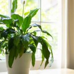 peace lily plant