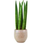 snake plant