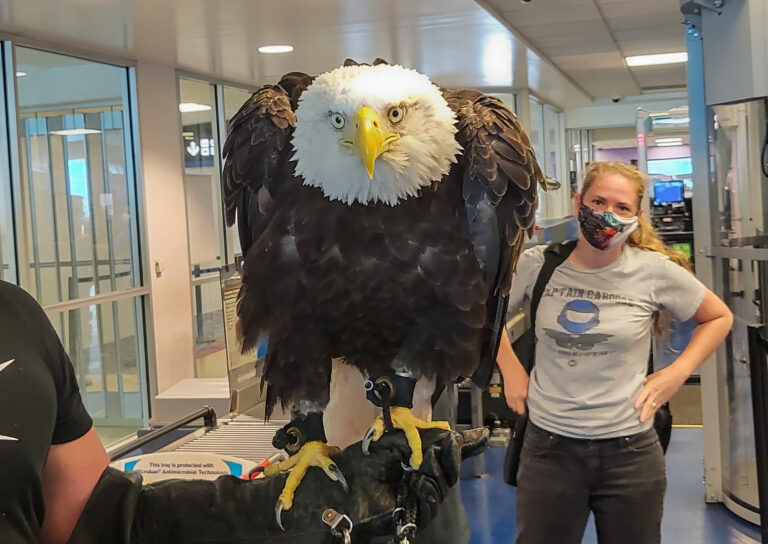 Freedom Flies Through Charlotte As Bald Eagle Spotted At CLT Security Check