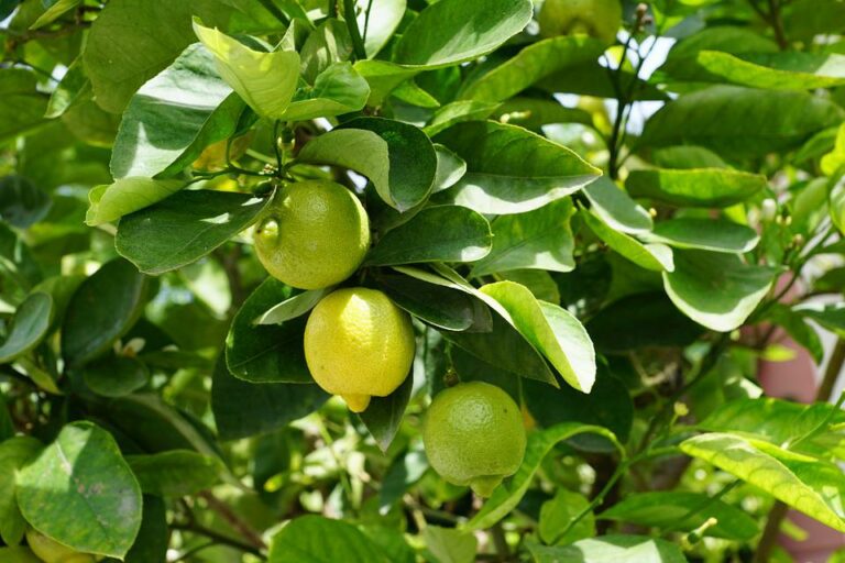 Top 4 Rare Fruit Trees To Grow In Your Garden