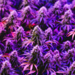 Multiple purple mature indoor medical recreational marijuana can