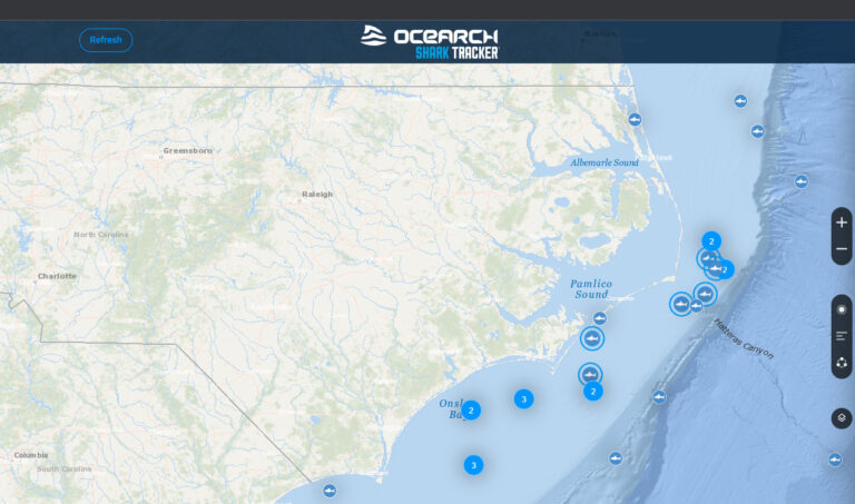 Massive Great White Sharks Are Now Swarming Around North Carolina Beaches