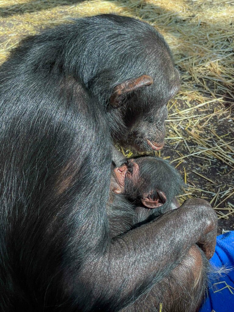 Chimpanzee Makes His Debut at the North Carolina Zoo