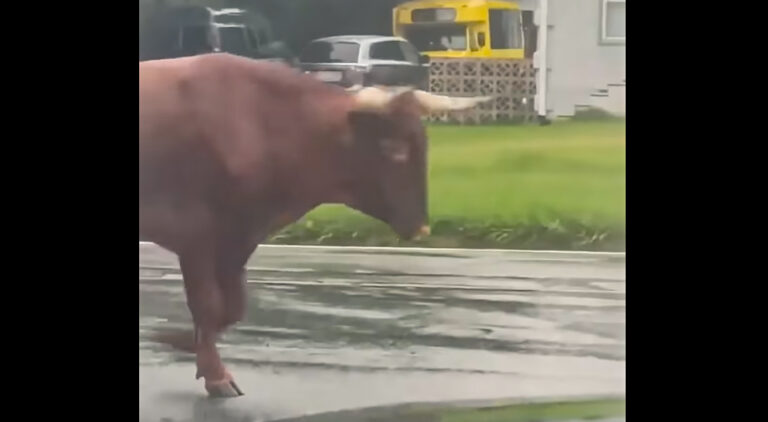 900-LB Longhorn Escapes Captors Onto Charlotte Streets – CMPD Asking For Help To Find Bull