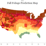 fall folliage