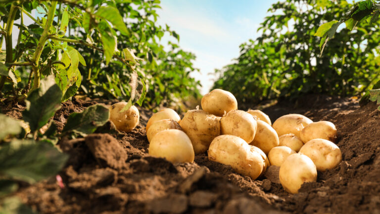 Small-Scale Potato Farming: A Complete Guide