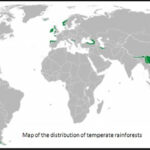 Temperate-Rainforests-Biome