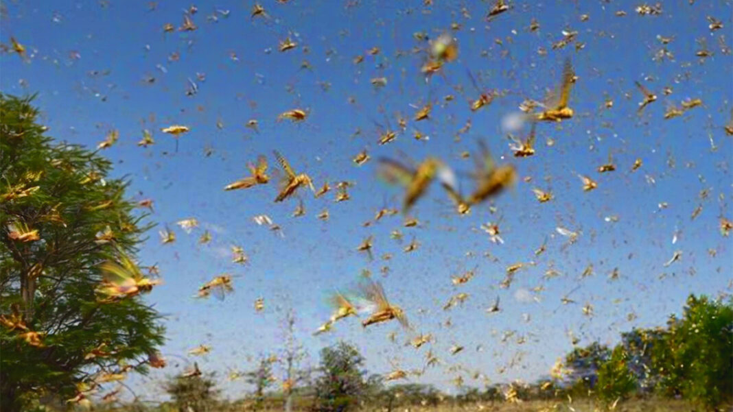 Over 1 Trillion Cicadas Awakening In 2024's Rare Brood Alignment Not