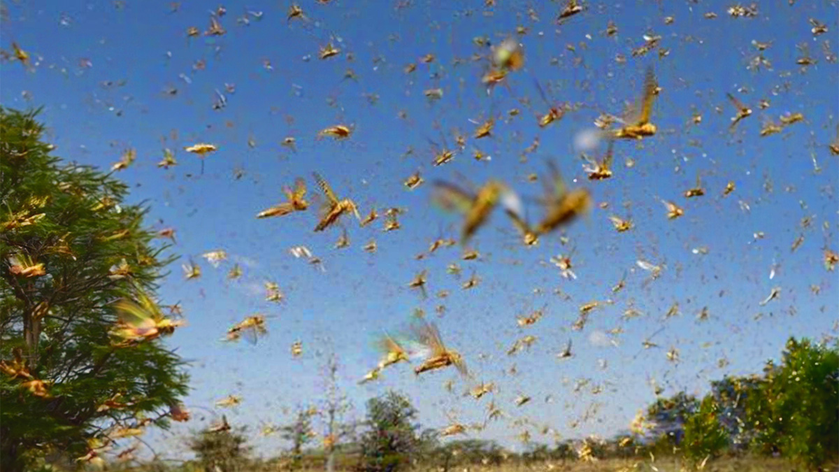 Over 1 Trillion Cicadas Awakening In 2024's Rare Brood Alignment Not