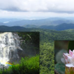 north carolina’s rainforest