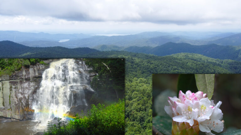 North Carolina is Home To The Only US Rainforest East of The Mississippi