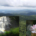 north carolina’s rainforest