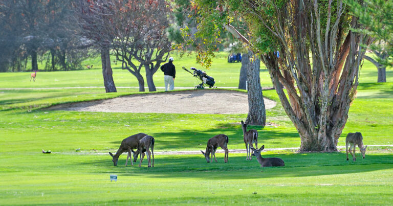 Tega Cay’s Sharpshooter Starting 160 Deer Golf Course Hunt – Residents Warned To Stay Away