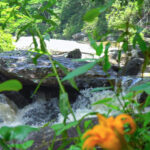 waterfall rainforest
