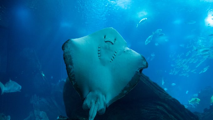 NC Aquarium’s Charlotte The Stingray Either Impregnated by Shark or Giving Virgin Birth