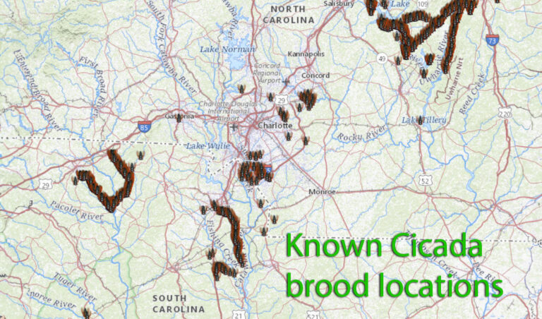 Charlotte Bracing For Start of 2024’s Rare Cicada Brood Alignment in Coming Weeks