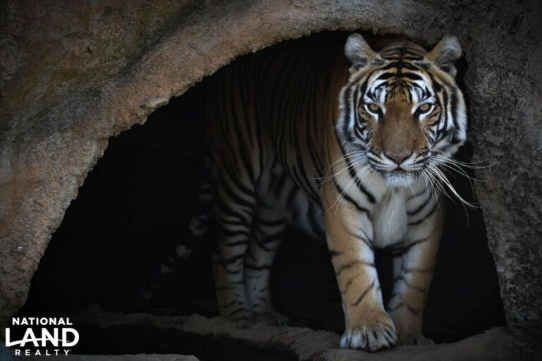 NC’s Largest Private Zoo Near Lake Norman with Controversial Past Just Listed For $16 Million