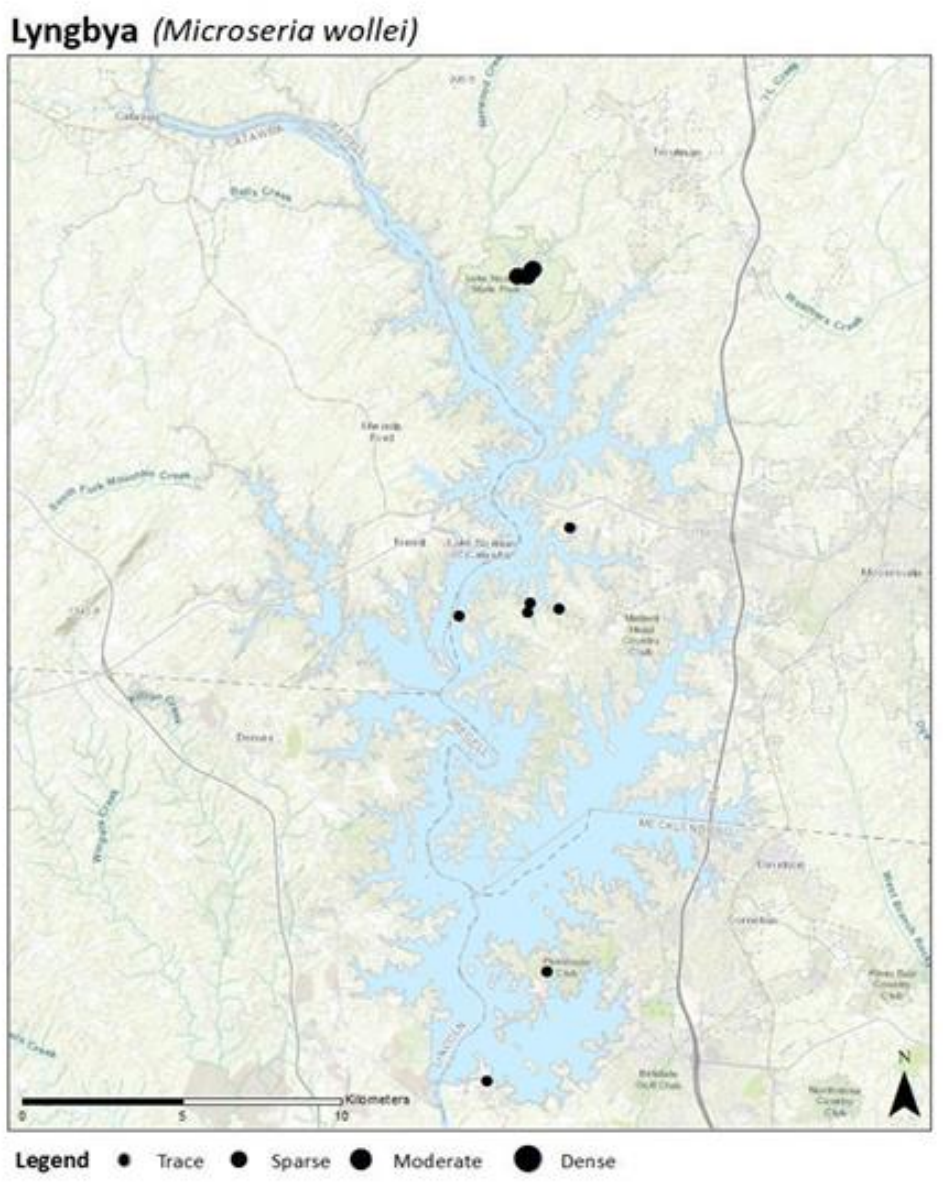 lyngbya areas around lake norman