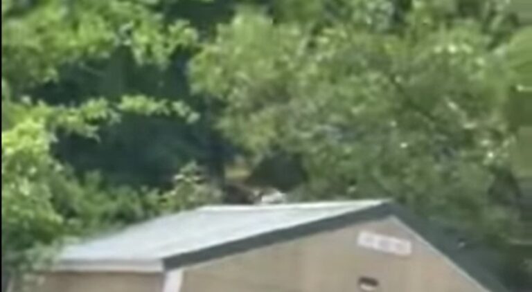 Sheriff Issues Warning About Ape On The Loose in South Carolina