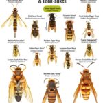 hornets in the carolinas comparison guide