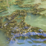 lake norman algae bloom