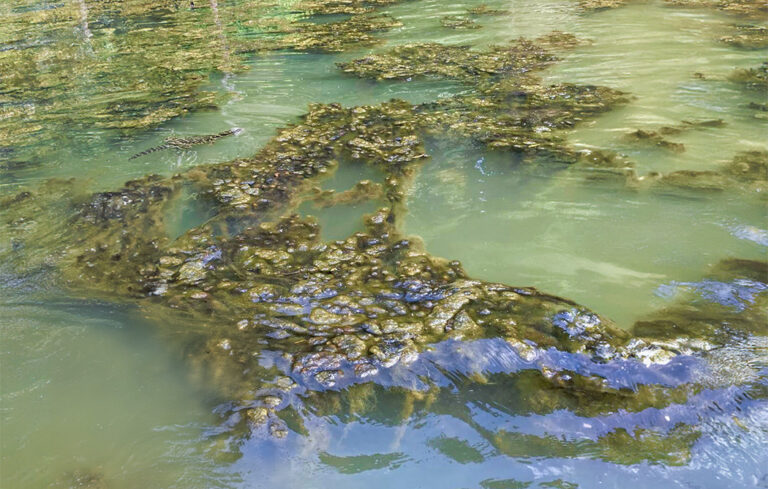 Officials Warn Public to Avoid Lake Norman Due to Toxic Algae Bloom