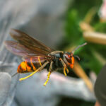 yellow leg hornets in the carolinas
