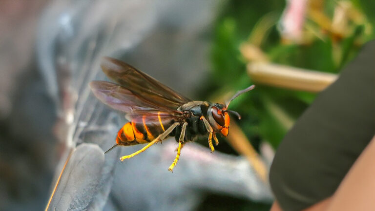 yellow legged hornets in the carolinas