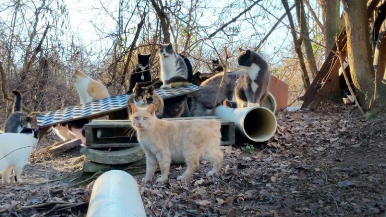 Lake Norman Non-Profits Joining Forces To Battle Large Herds of Feral ‘Community Cats’