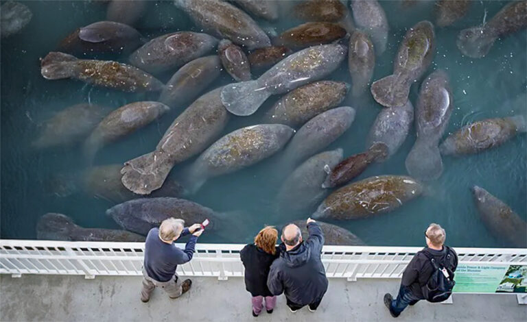 Herd of Endangered Manatees Spotted Along NC Coast: Beachgoers Urged to Stay Away