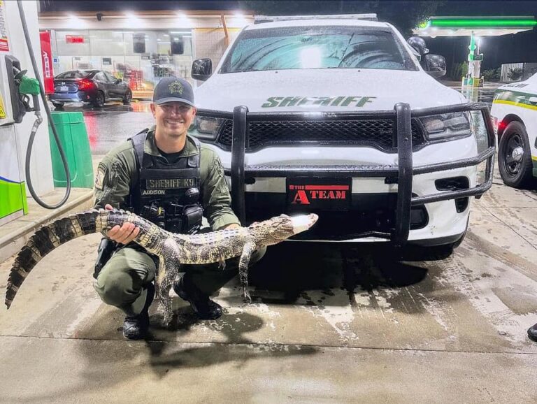 Sheriff Finds Alligator Crossing The Road Late At Night 15 Miles North of Charlotte
