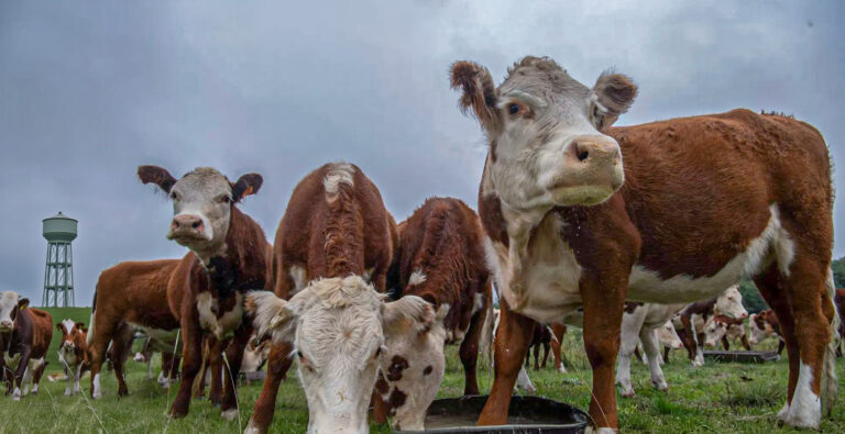 Man Pleads Guilty In Charlotte Court For Conspiring To Steal 3,000 Cows
