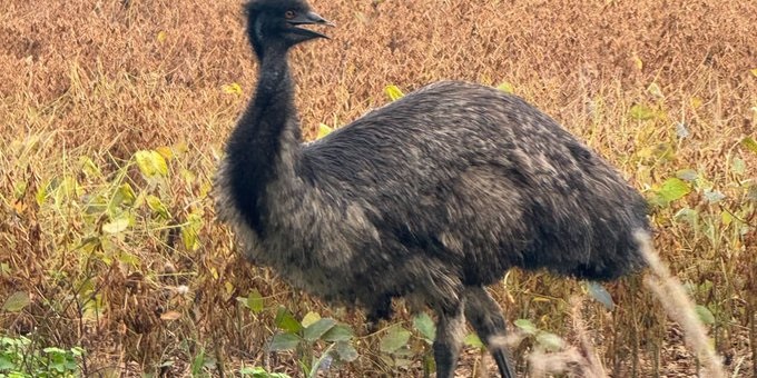 New Escaped Animal Alert: SC Officials Asking For Public To Be On The Alert For Emus On The Run