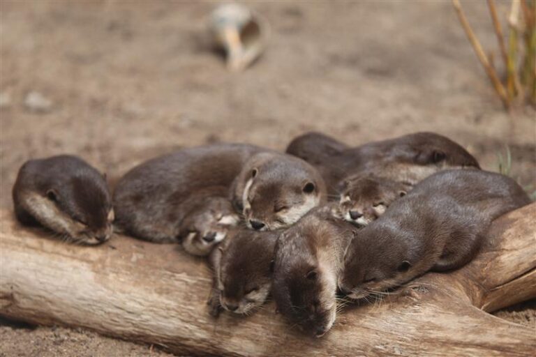 NC Aquarium Bids Farewell to Beloved Otter Family